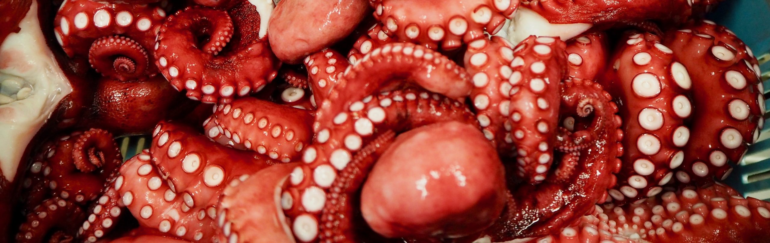 boiled-octopus