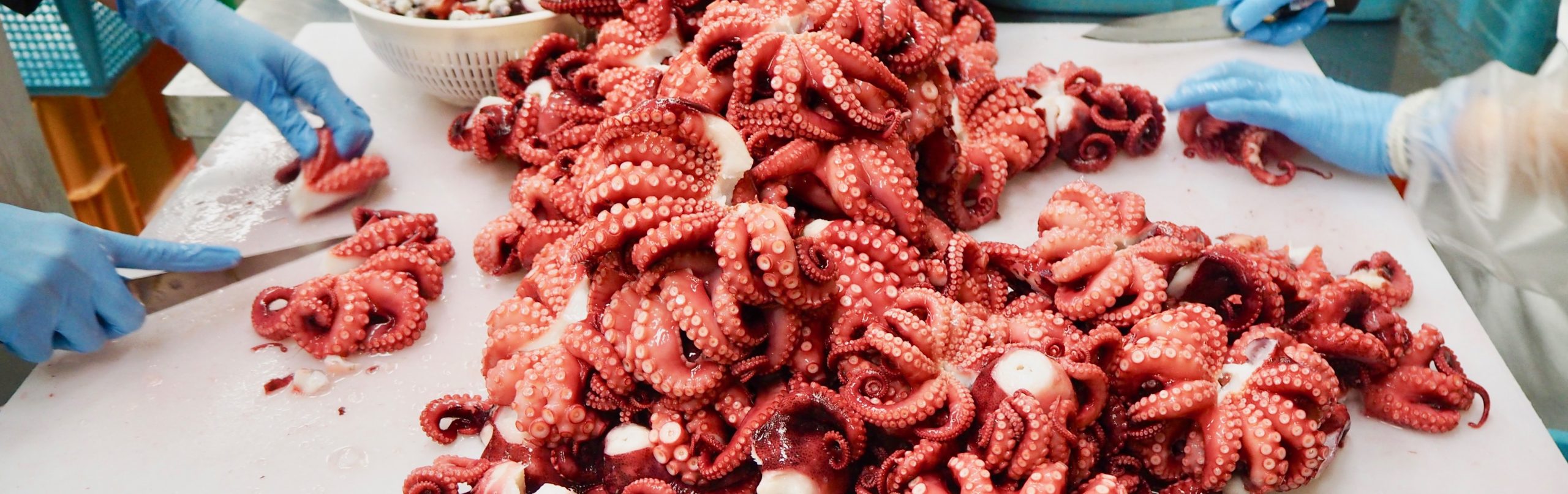 cut-octopus